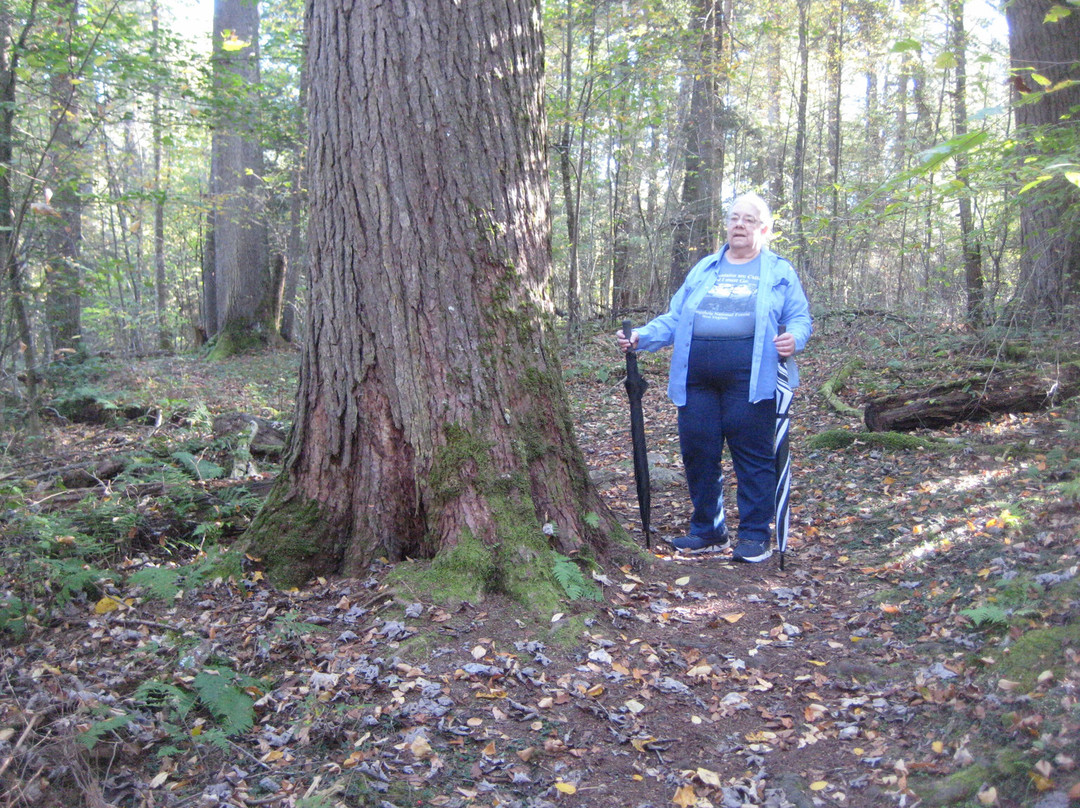 Giant Hemlocks Trail