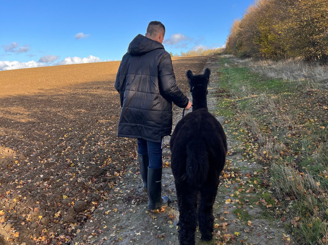 Hilly Ridge Alpacas-Wattisham必去景点
