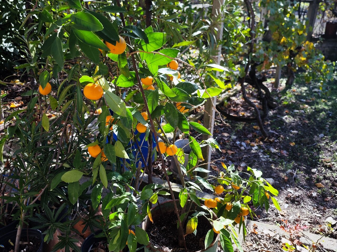 Low Cost Cars-索非亚必去景点