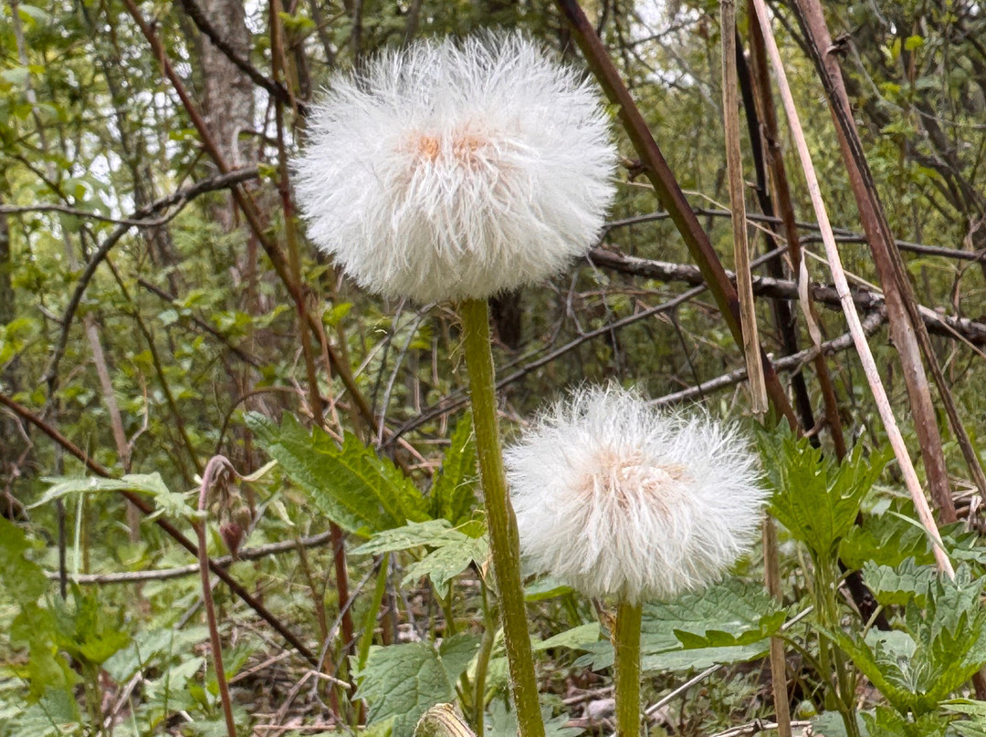 Gorenskiy Lesopark-Balashikha必去景点