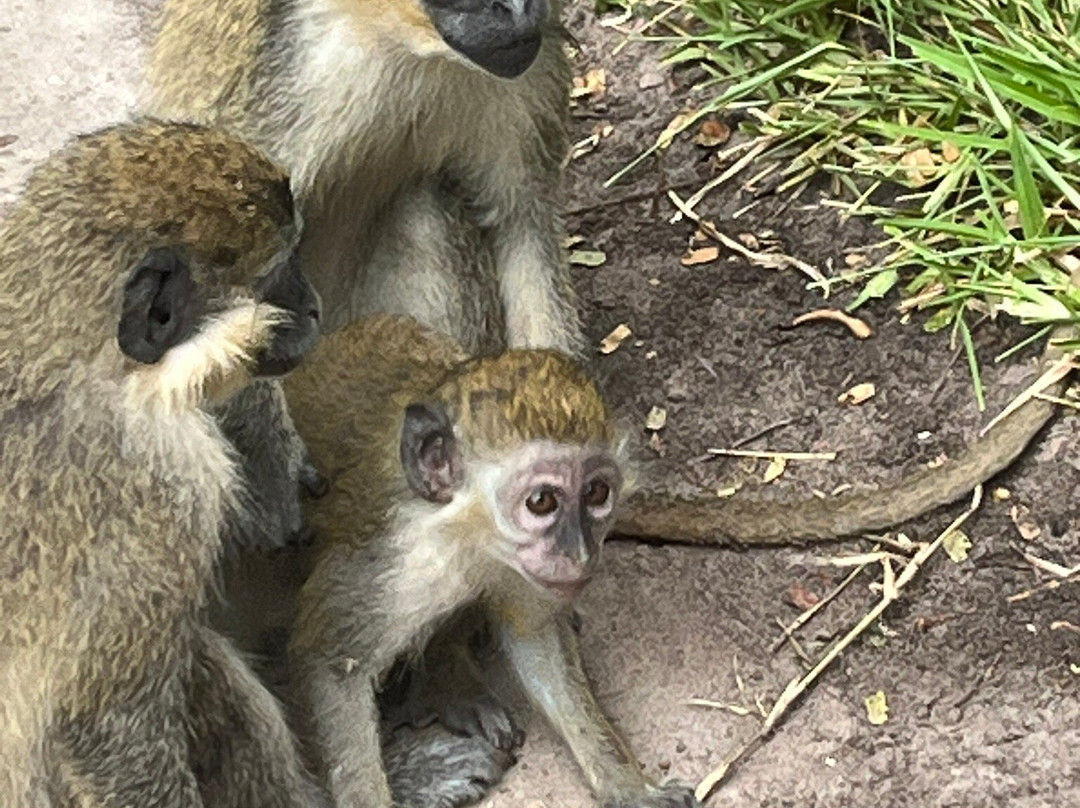 Makasutu Culture Forest-塞瑞库达必去景点