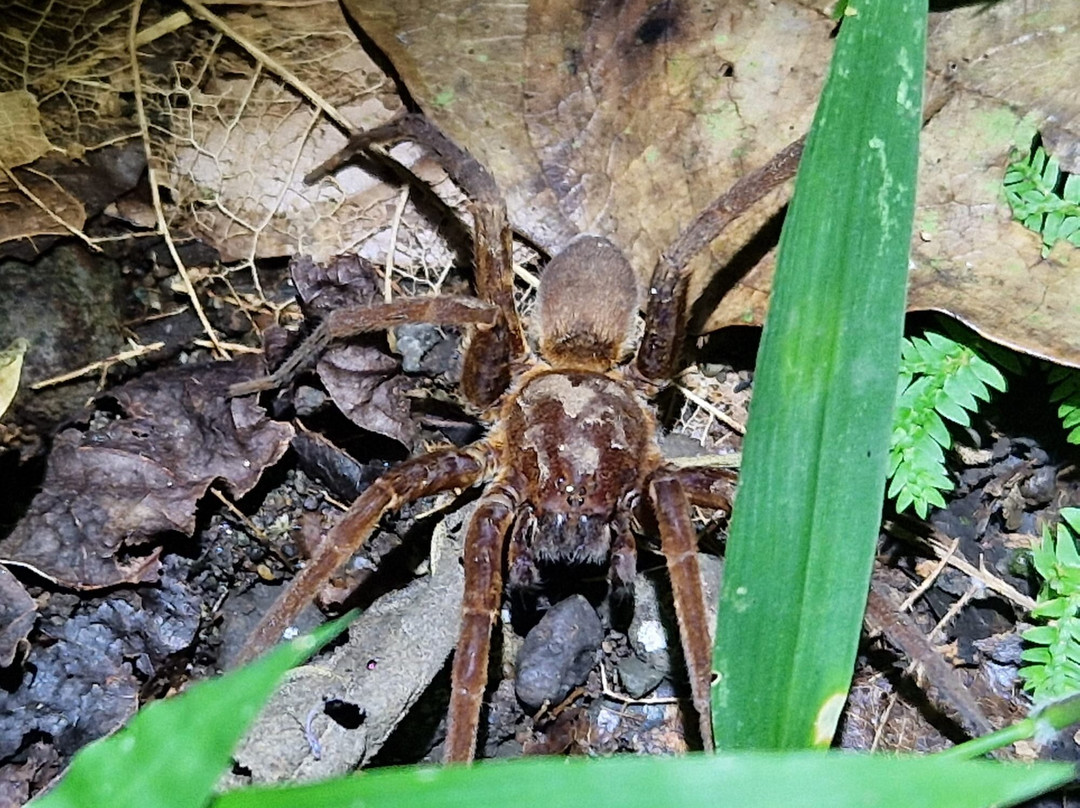 Tarantulas Way-卡维塔必去景点