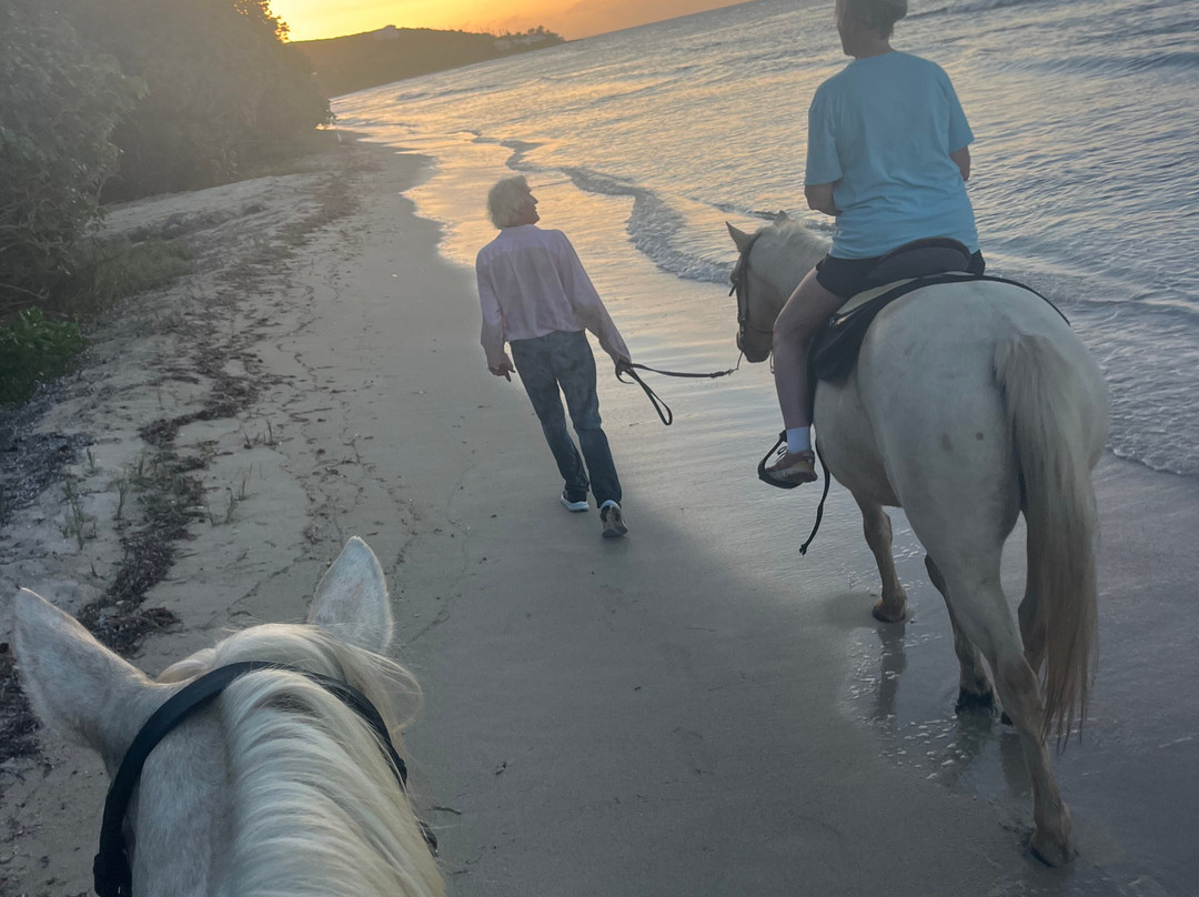 Equus Rides Horseback Riding St. Croix-Frederiksted必去景点