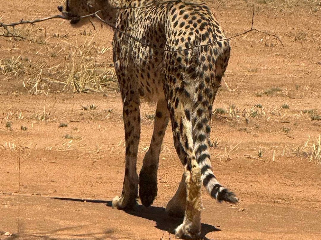 Cheetah Conservation Fund-奥奇瓦龙戈必去景点