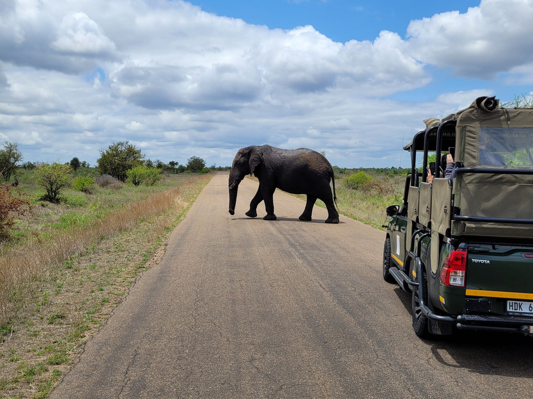 The Other Animals Safaris-克鲁格国家公园必去景点