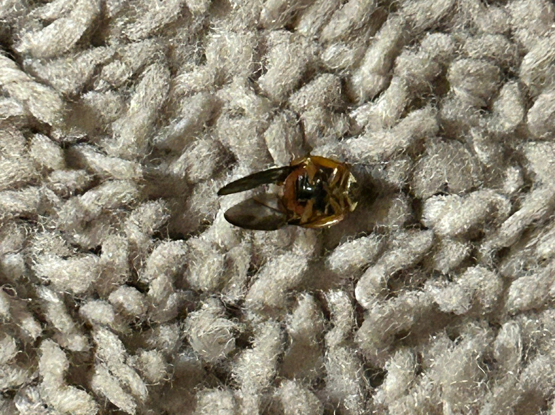 The Way Inn By Oyo Spencer主图