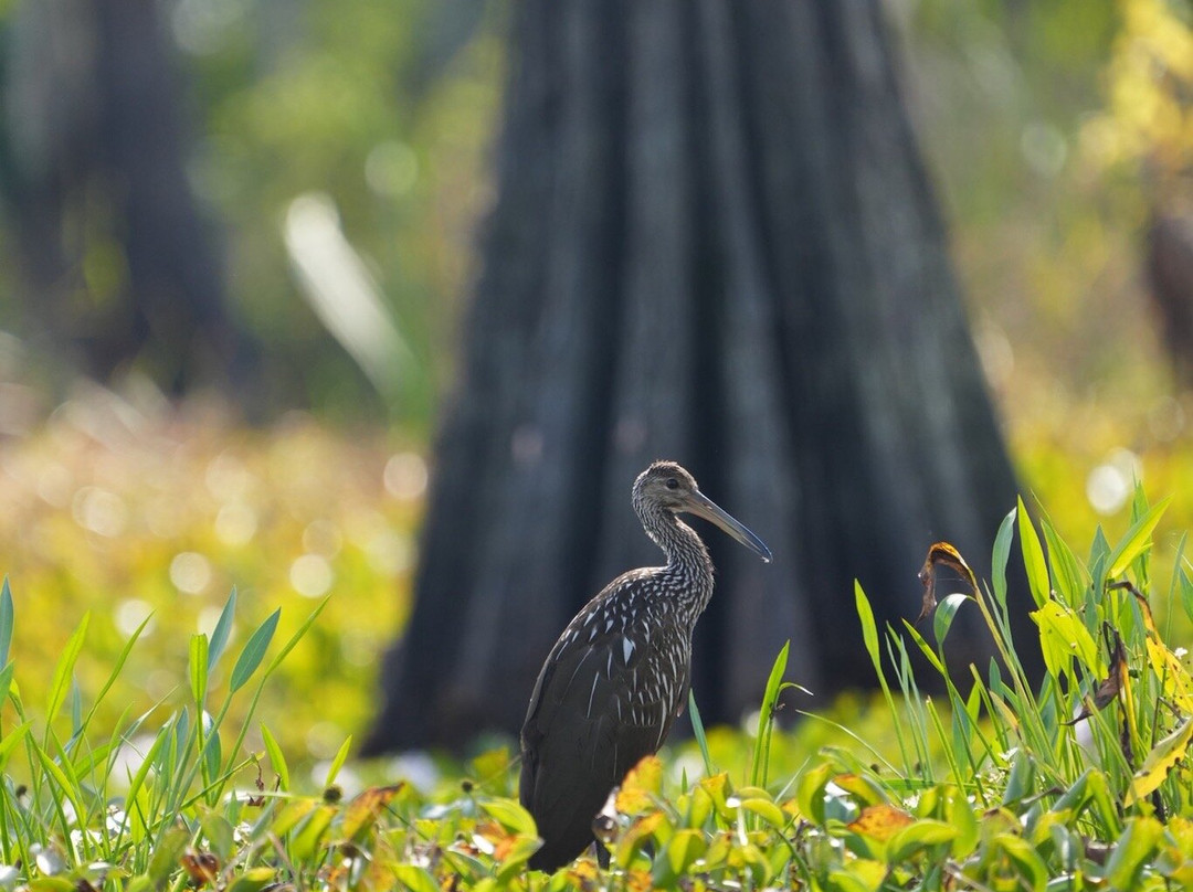 Delta Discovery Tours-Empire必去景点
