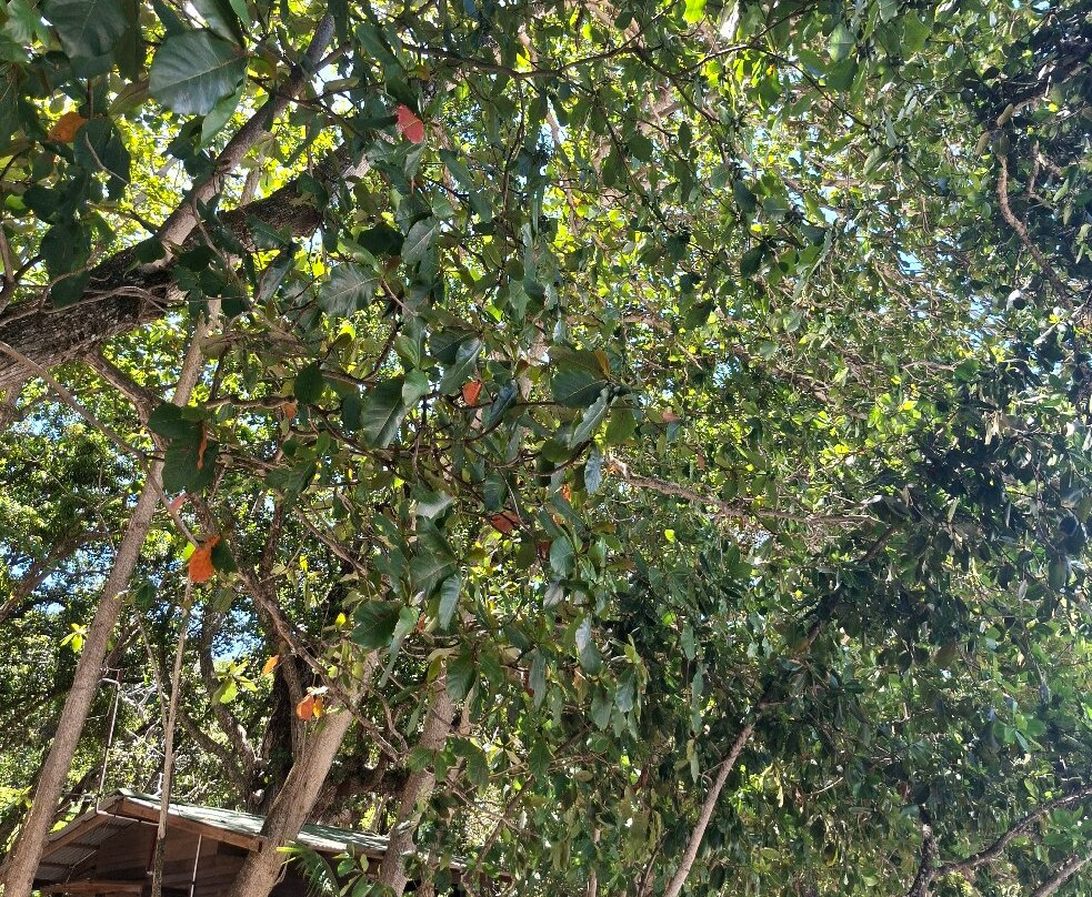 Karim's Fruits Bar-La Digue必去景点