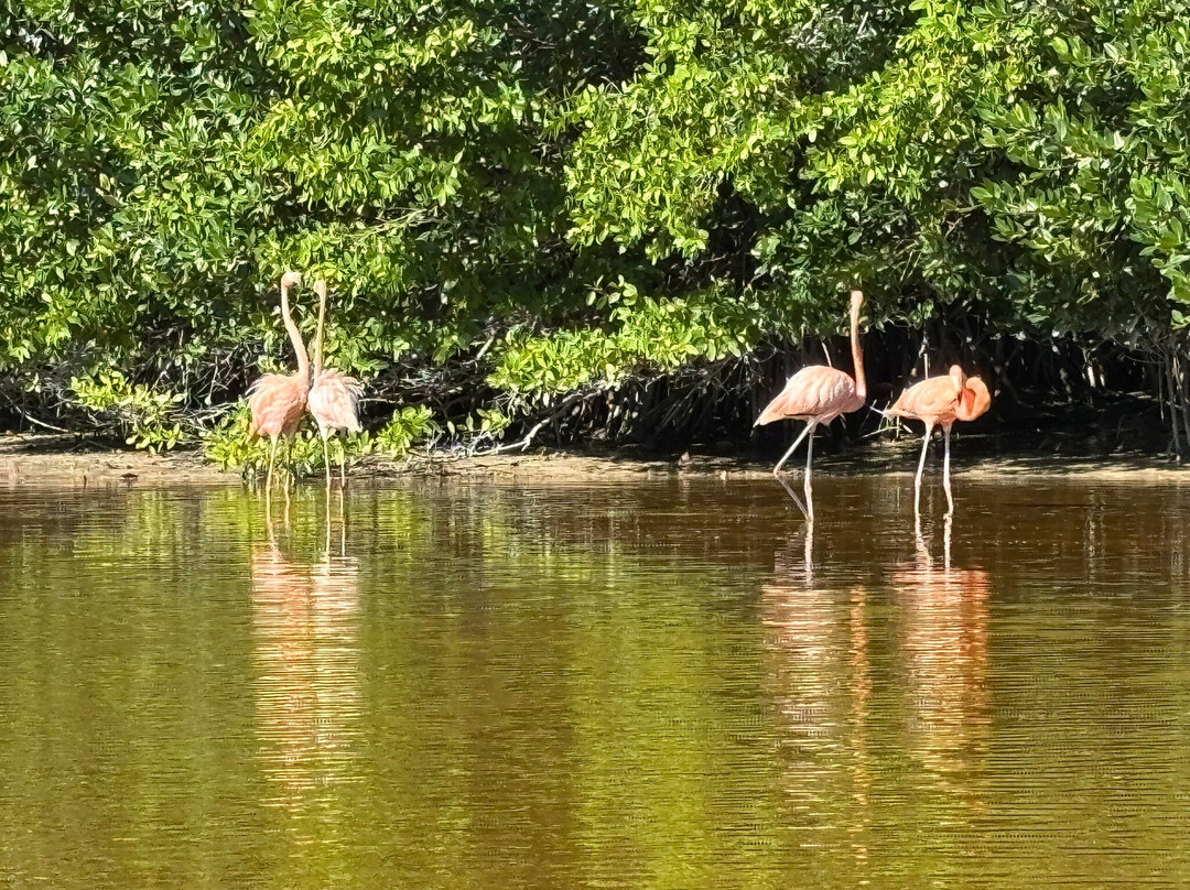 Guardianes De Los Manglares De Dzinintún-塞莱斯顿必去景点
