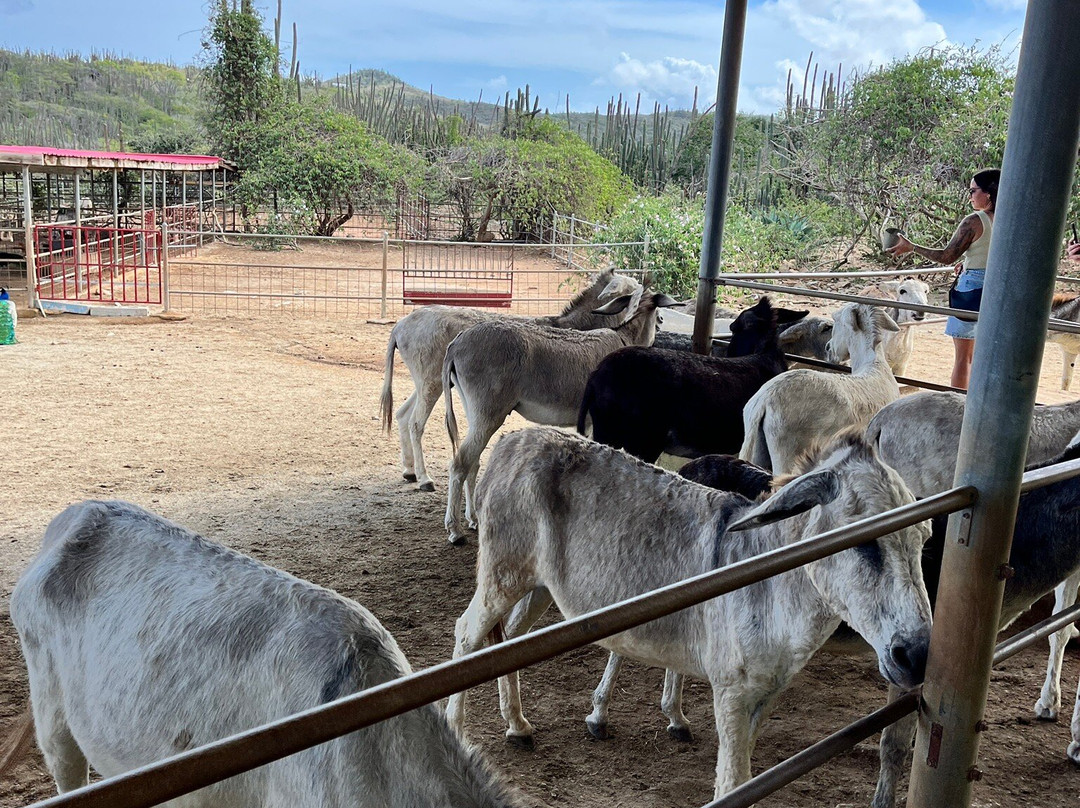 Donkey Sanctuary Aruba-Santa Cruz必去景点