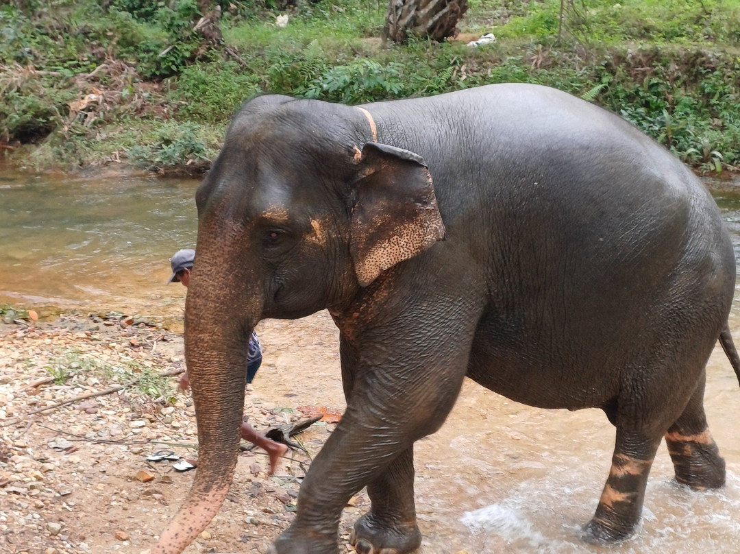 Khao Lak Elephant Sanctuary By Kes