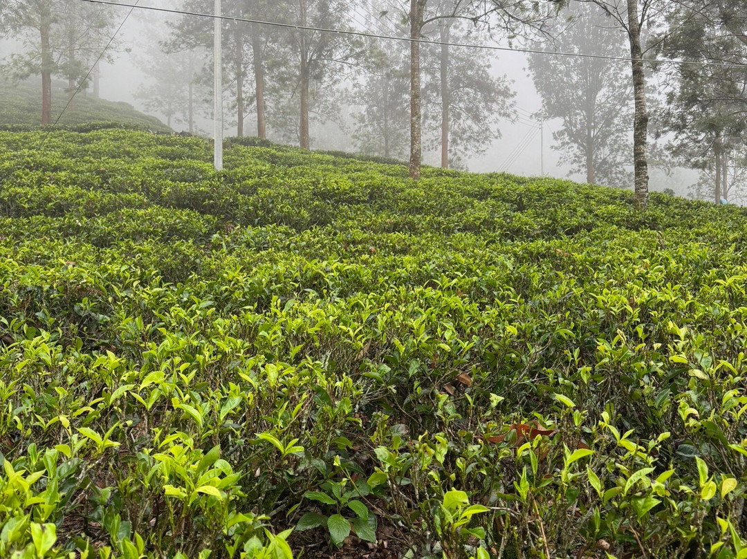 Ranmini Tours Sri Lanka-Udugampola必去景点