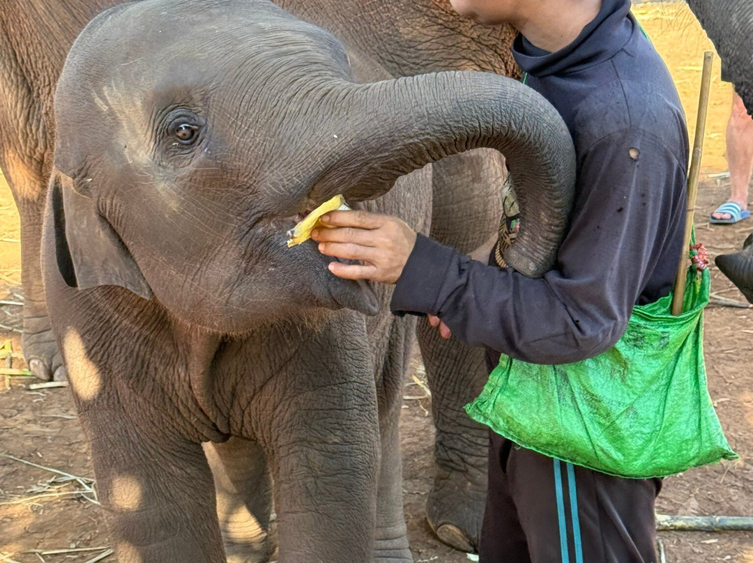 Pon Elephant Thailand-清迈必去景点