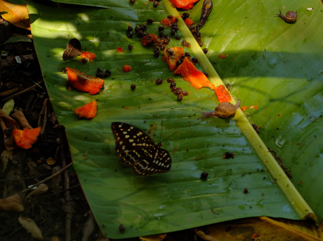 生态森林大象保护区-拜县必去景点