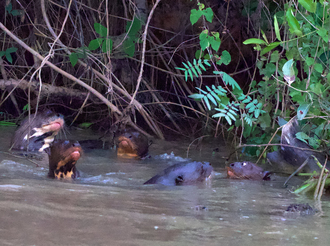 Pantanal Jaguar Safaris-Chapada dos Guimaraes必去景点