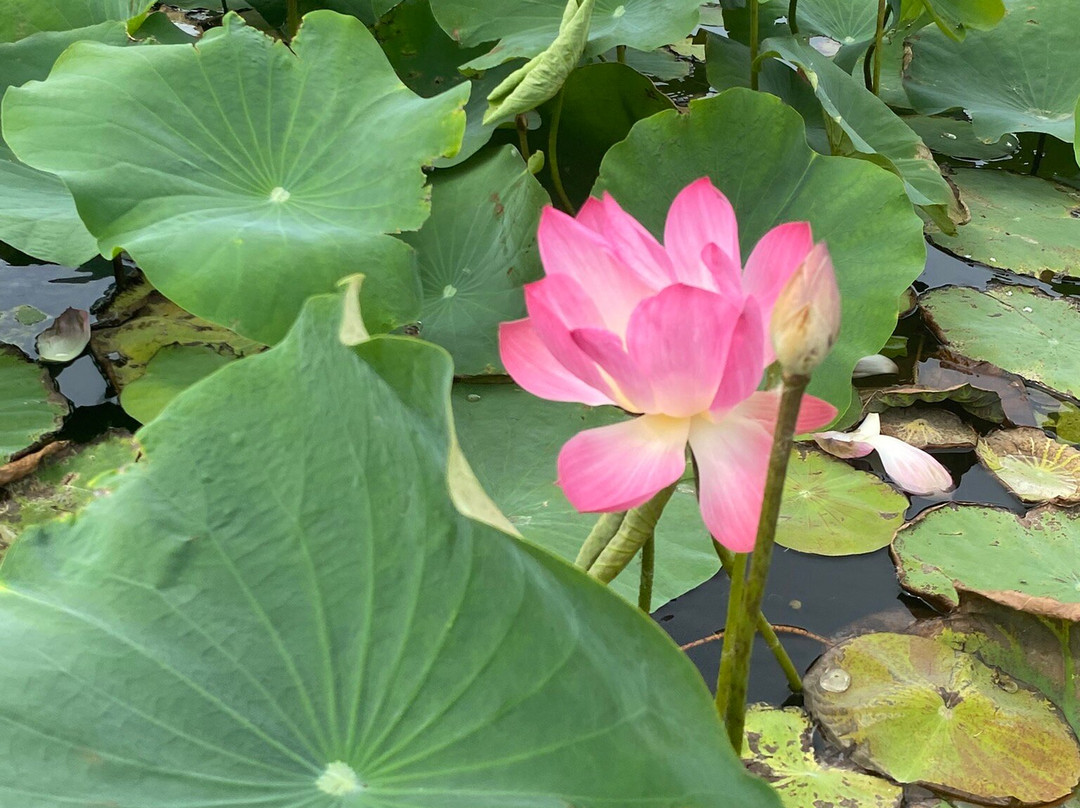 Bueng Bua Nature Observation Center-三百岭必去景点