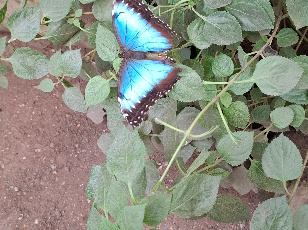 Pantropica-Luttelgeest必去景点