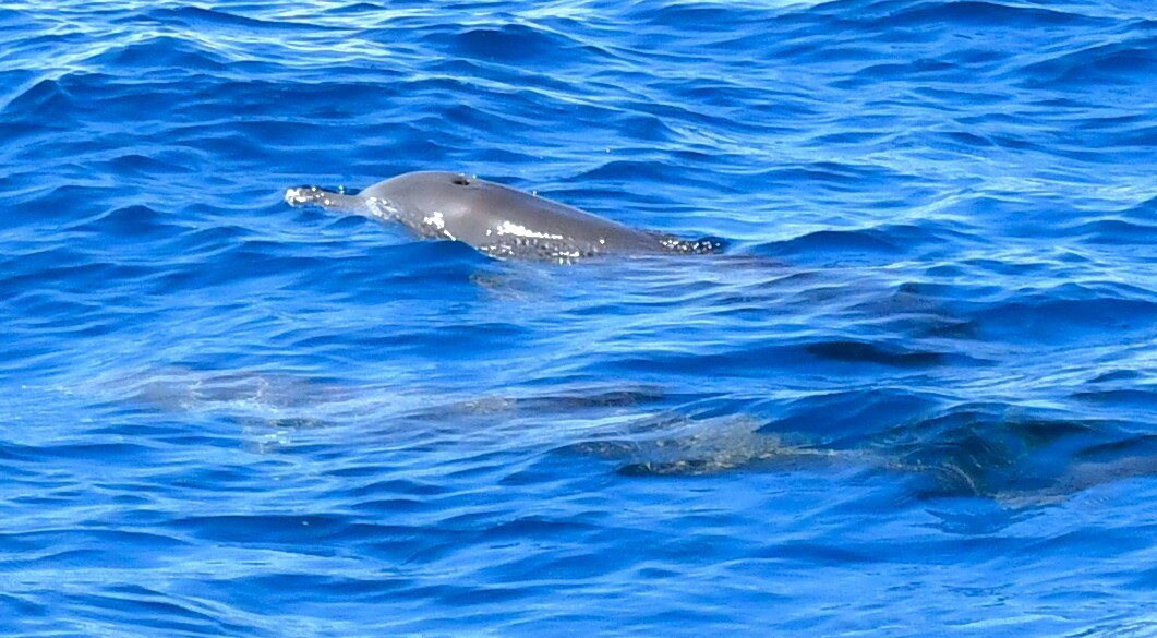 Les Baleines Rand'eau-诺西贝必去景点