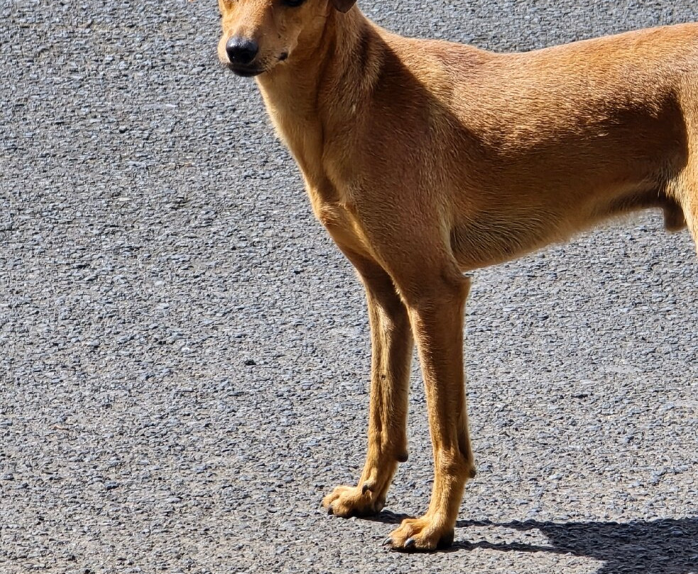 Maraa Grotto-大溪地必去景点