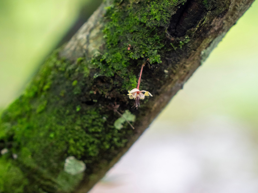 Maleku Chocolate-Upala必去景点
