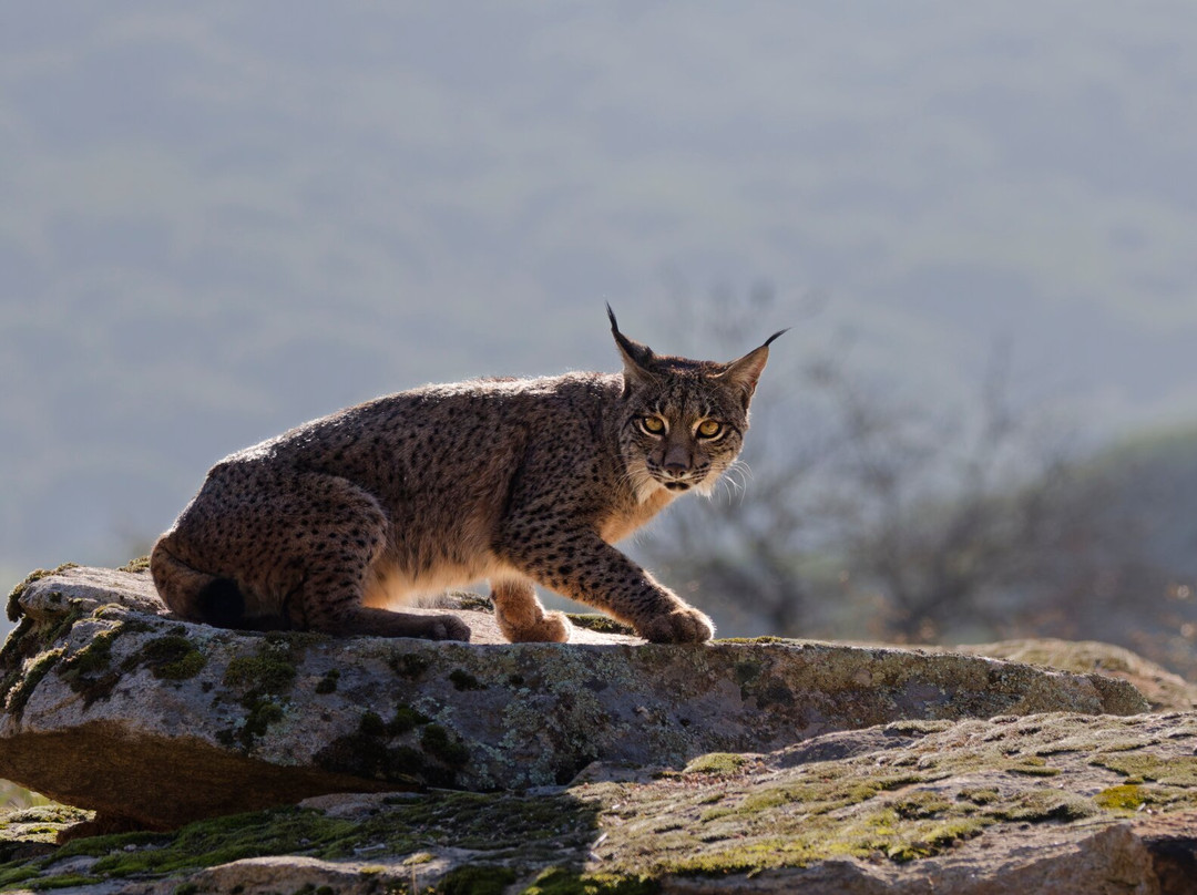 Birds&Lynx Ecotourism-La Carolina必去景点