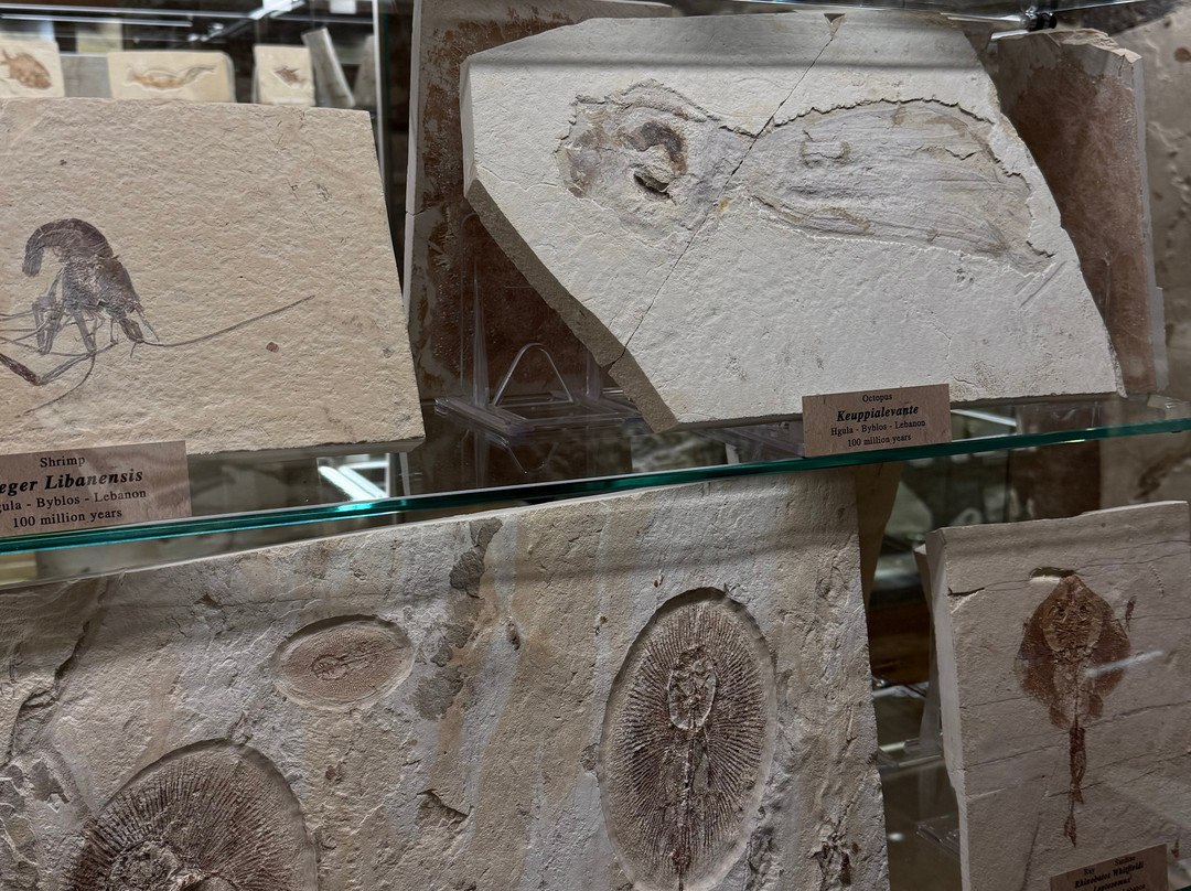 Memory of Time-朱拜勒必去景点