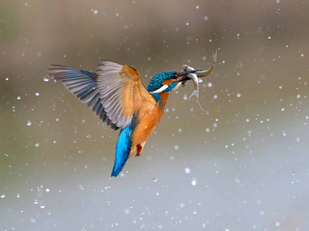 Mirissa River Kayak Tours-Kamburugamuwa必去景点