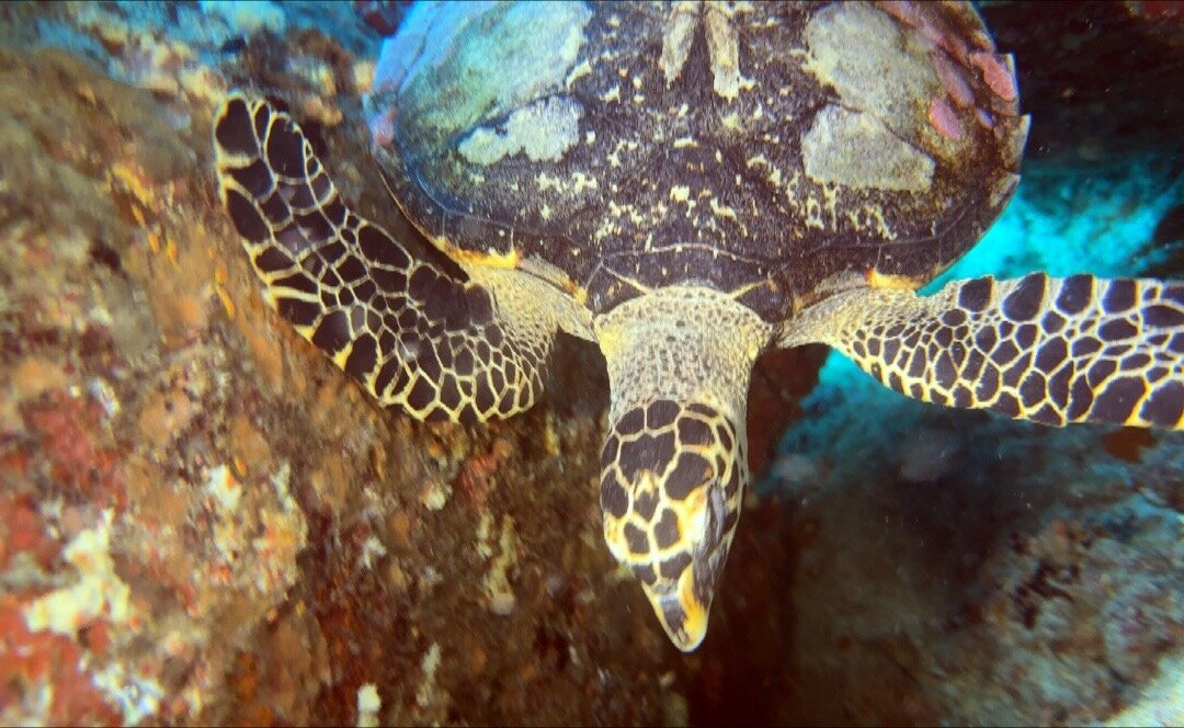 The Junk Liveaboards-Chalong必去景点