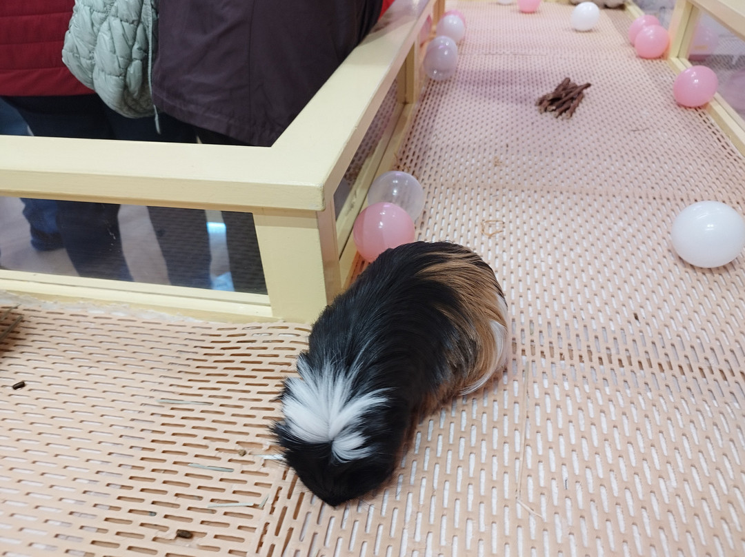 Harajuku Kawaii Land Kyun Kyun-涩谷区必去景点