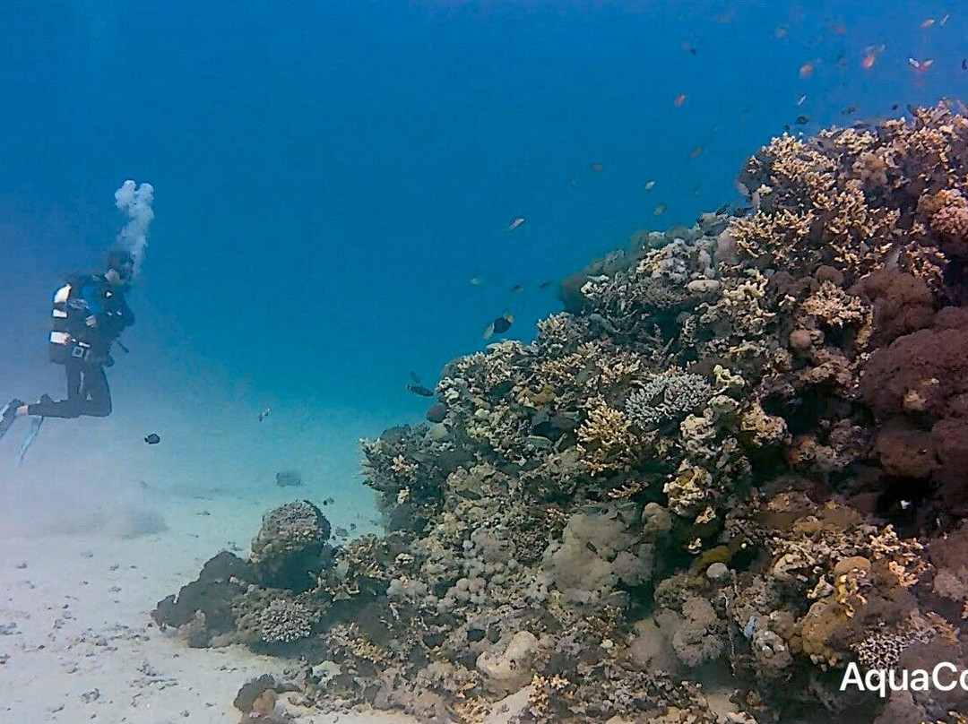 SUBEX Diving Center - Baron Palace-赫尔格达必去景点