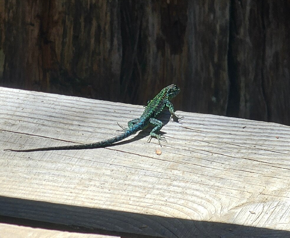 Parque Nacional Alerce Costero-Ciudad La Union必去景点