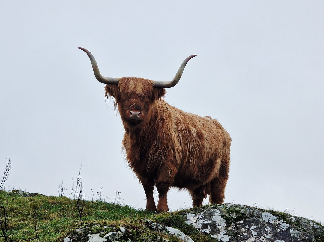 Kitchen Coos & Ewes-New Luce必去景点