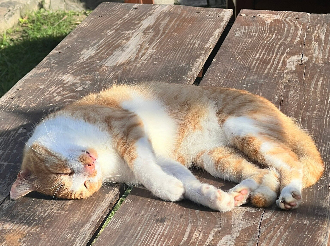 Cabañas Tequendama - Parque Tayrona主图
