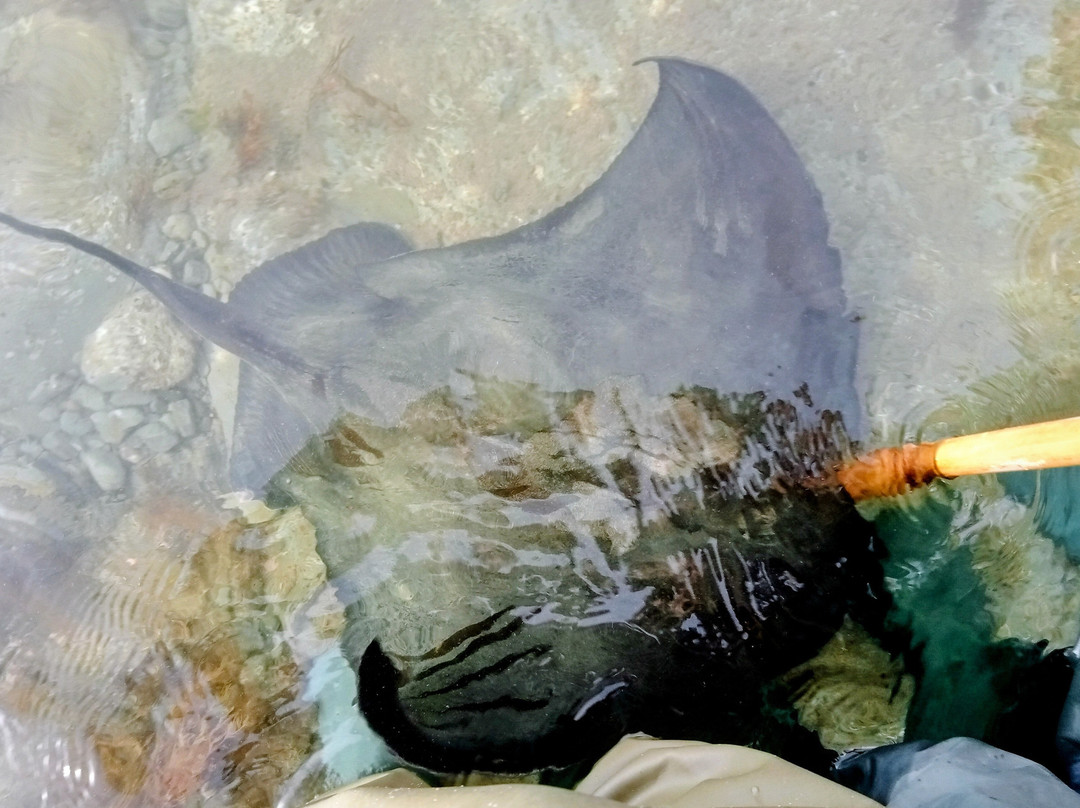 Dive Tatapouri-Gisborne Region必去景点