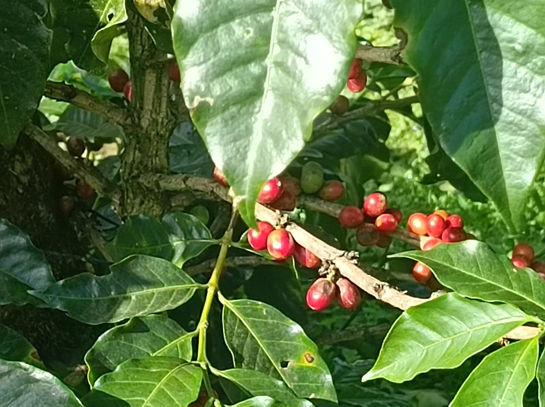 Café Monteverde Coffee Tour-圣埃伦娜必去景点