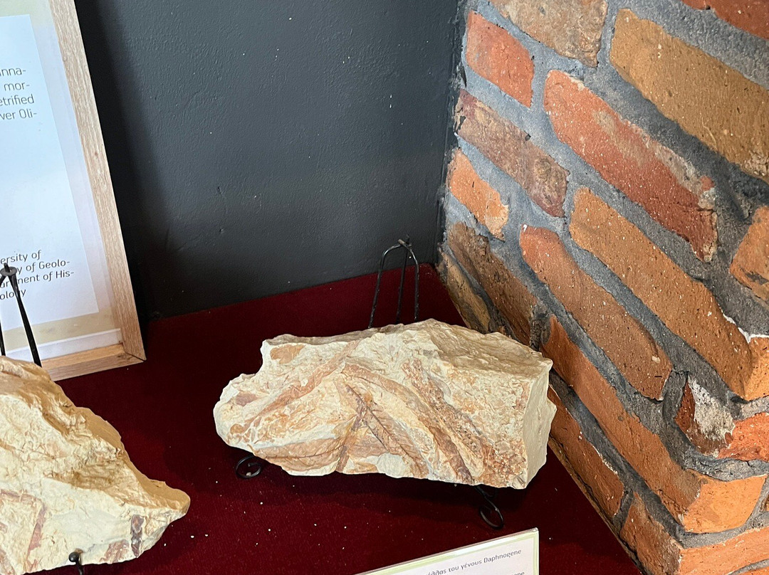 Petrified Forest Lefkimi