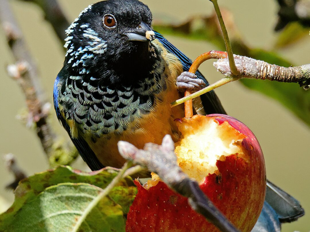 Costa Rica Focus-圣何塞必去景点