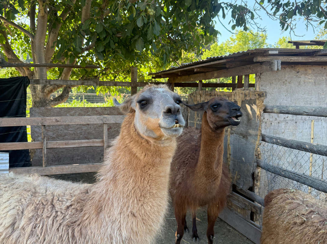 Campo La Quirinca-Isla de Maipo必去景点