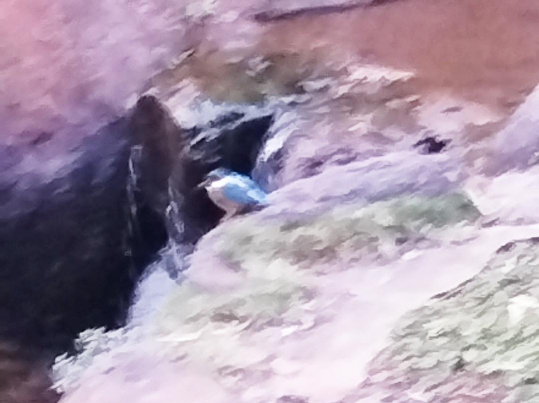 Pune-Okayama Friendship Garden-浦那必去景点