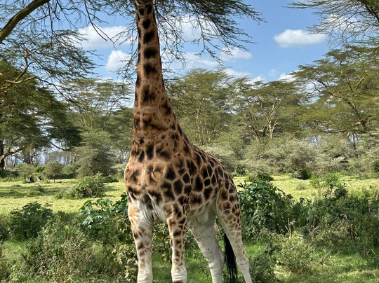 Rhino Safaris-内罗毕必去景点