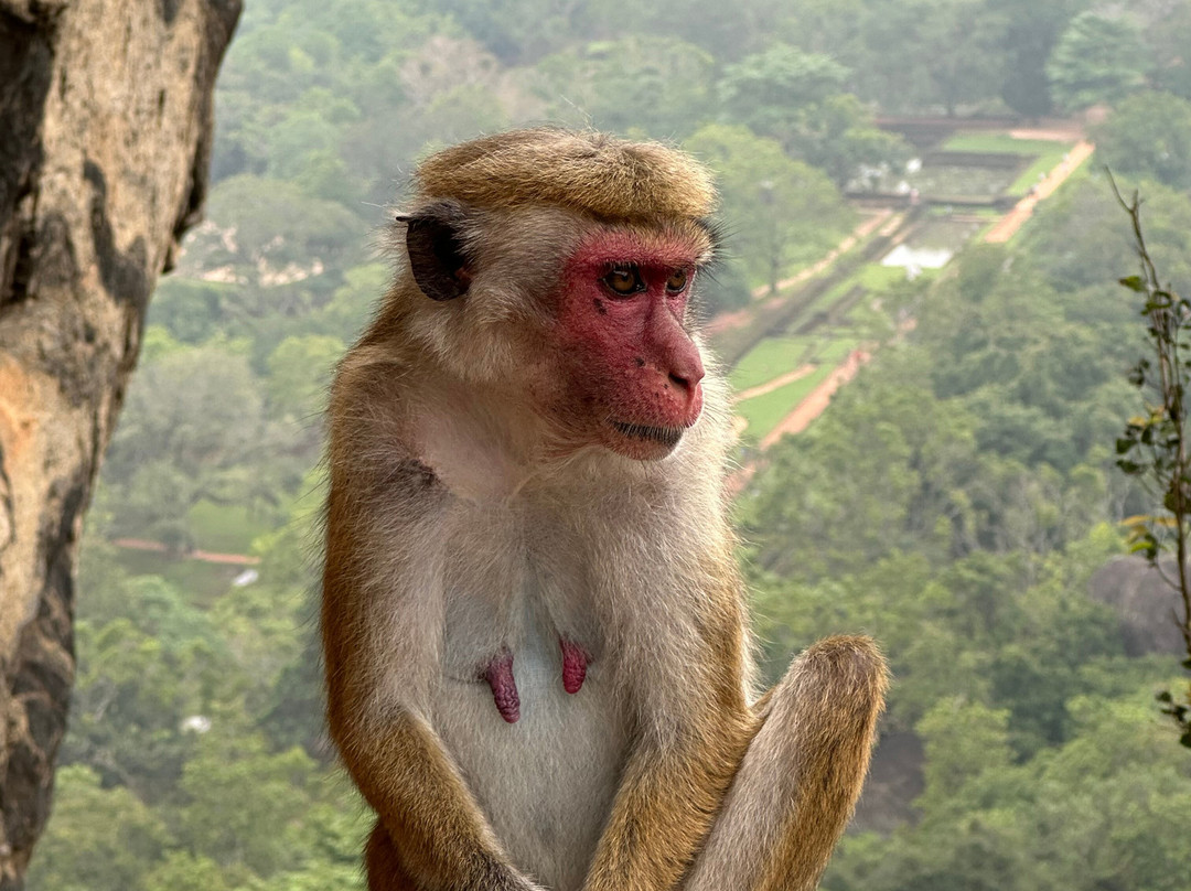 Wingsbrya Travels-Athurugiriya必去景点