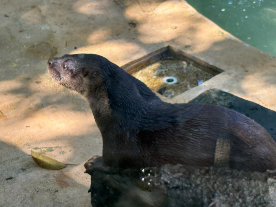 Akumal Monkey Sanctuary & Rescued Animals-艾库玛尔必去景点