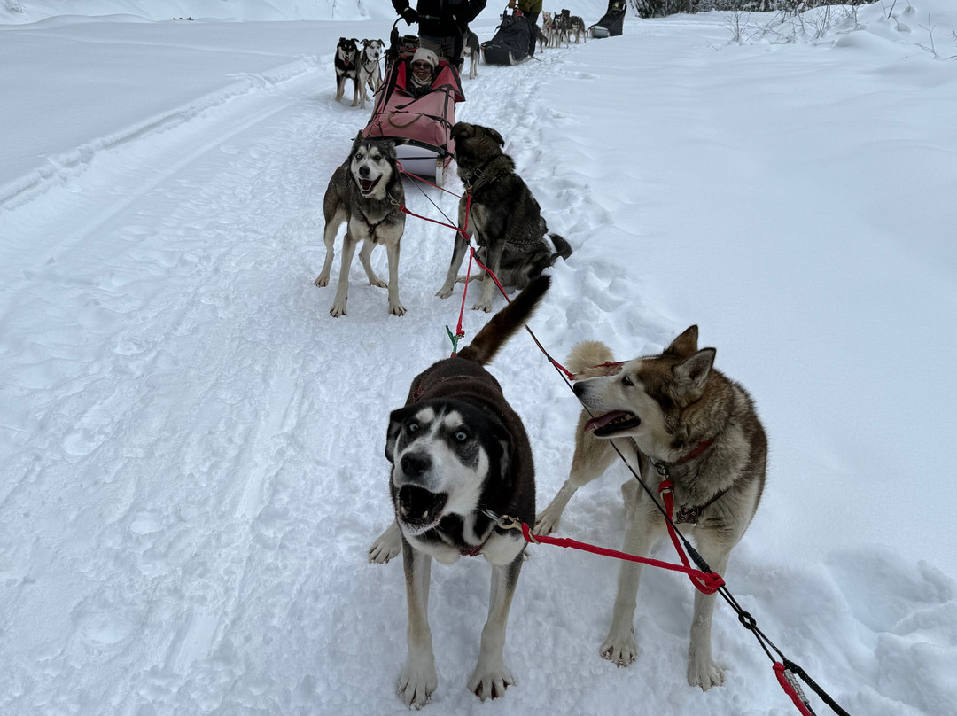 Cold Fire Creek Dogsledding-维尔蒙特必去景点