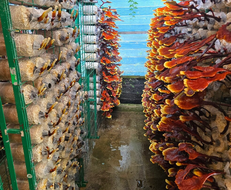 Wonder Farm Mushroom-太平必去景点