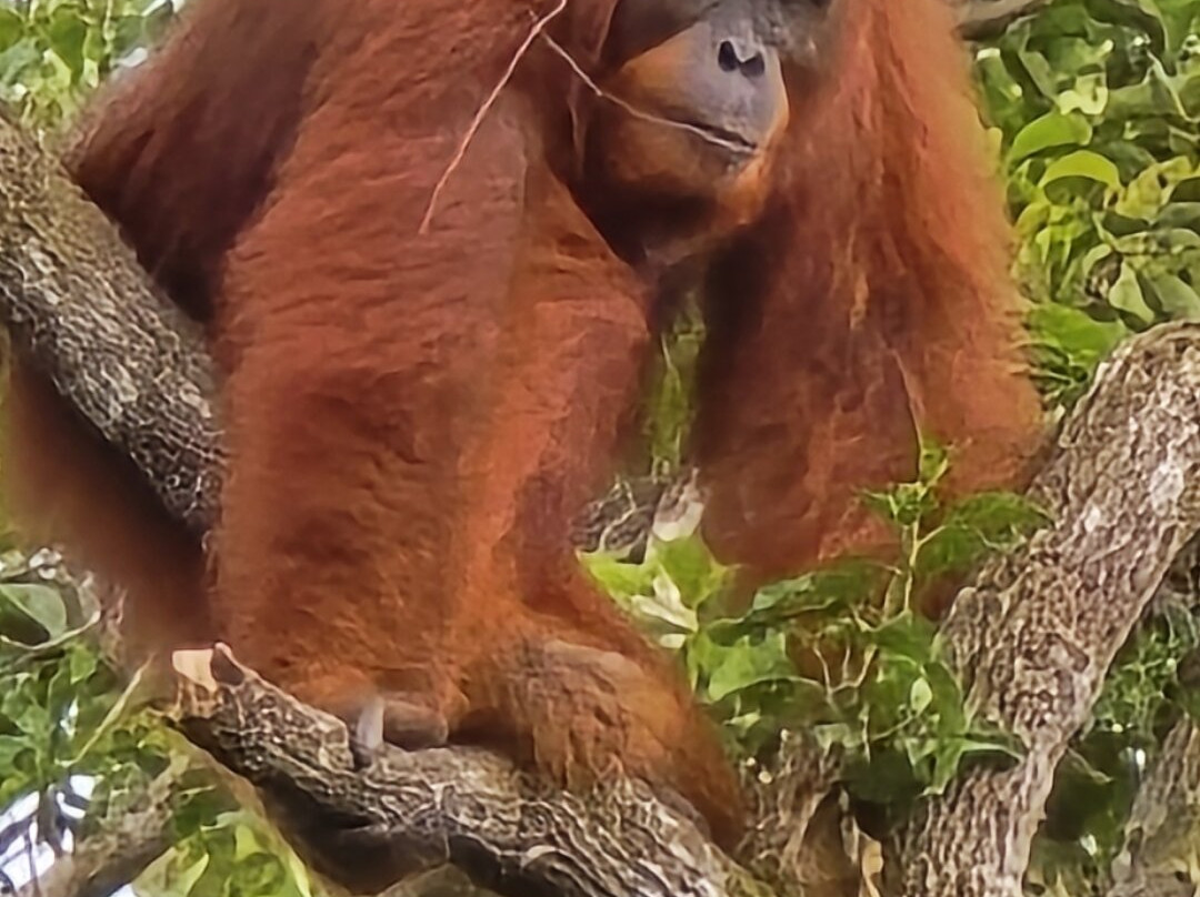 Tanjung Puting Borneo Tour-Pangkalan Bun必去景点