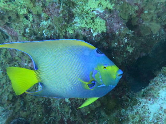 Only Blue Diving Dreams-Cockburn Town必去景点