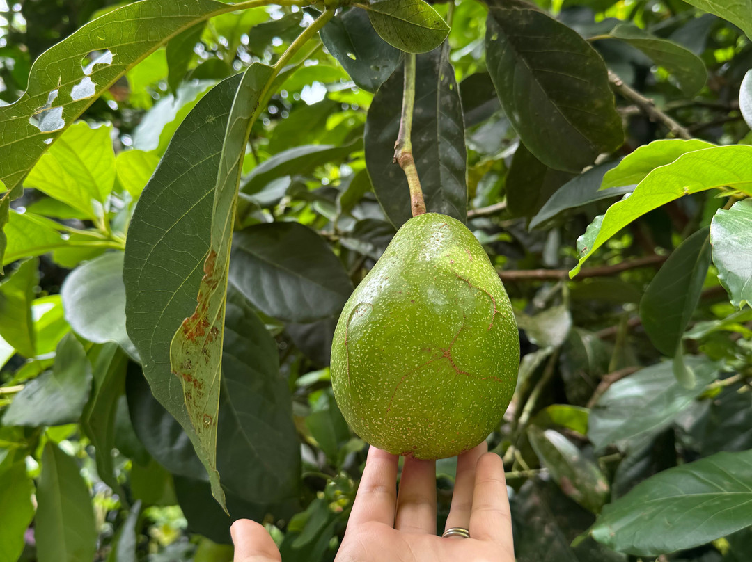 Marama Safari 4x4-法阿必去景点