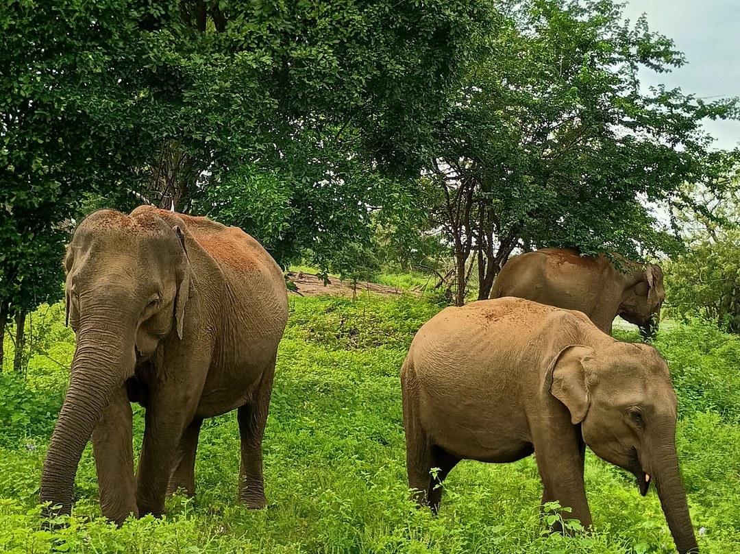 Sri Lanka Private Tour Drivers-卡图纳耶克必去景点