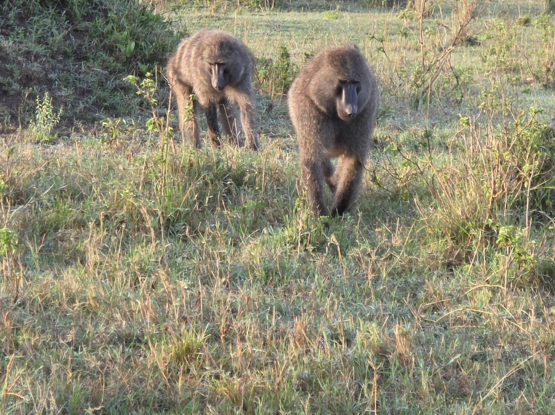Max Discovery Kenya-瓦塔木必去景点
