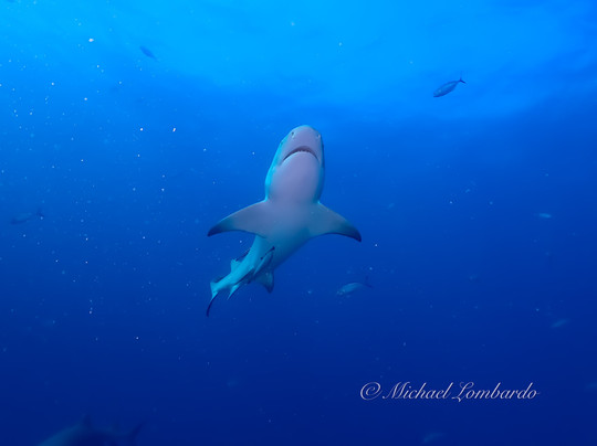 Salty Divers-朱庇特必去景点